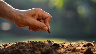 Homem Plantando Flor Coração Sangrento