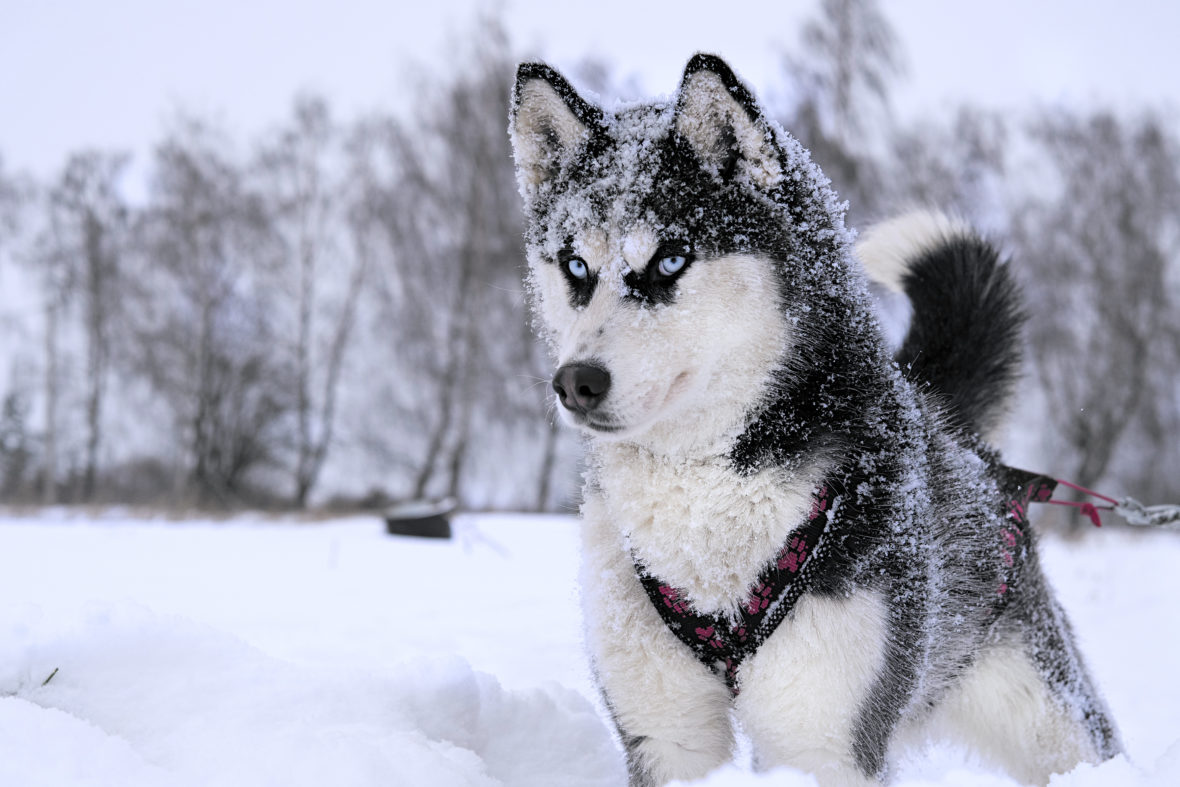 Husky Siberiano Atento