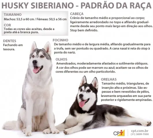 Husky Siberiano - Padrão da Raça