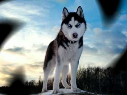 Husky Siberiano nos Estados Unidos