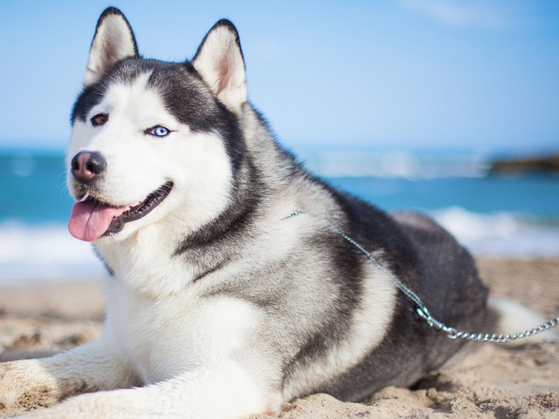 Habitat do Husky Siberiano: Onde Eles Vivem?