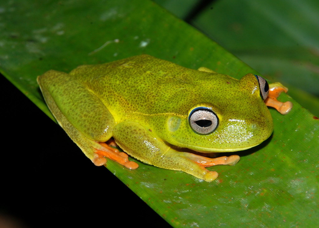 Hypsiboas Albomarginatus