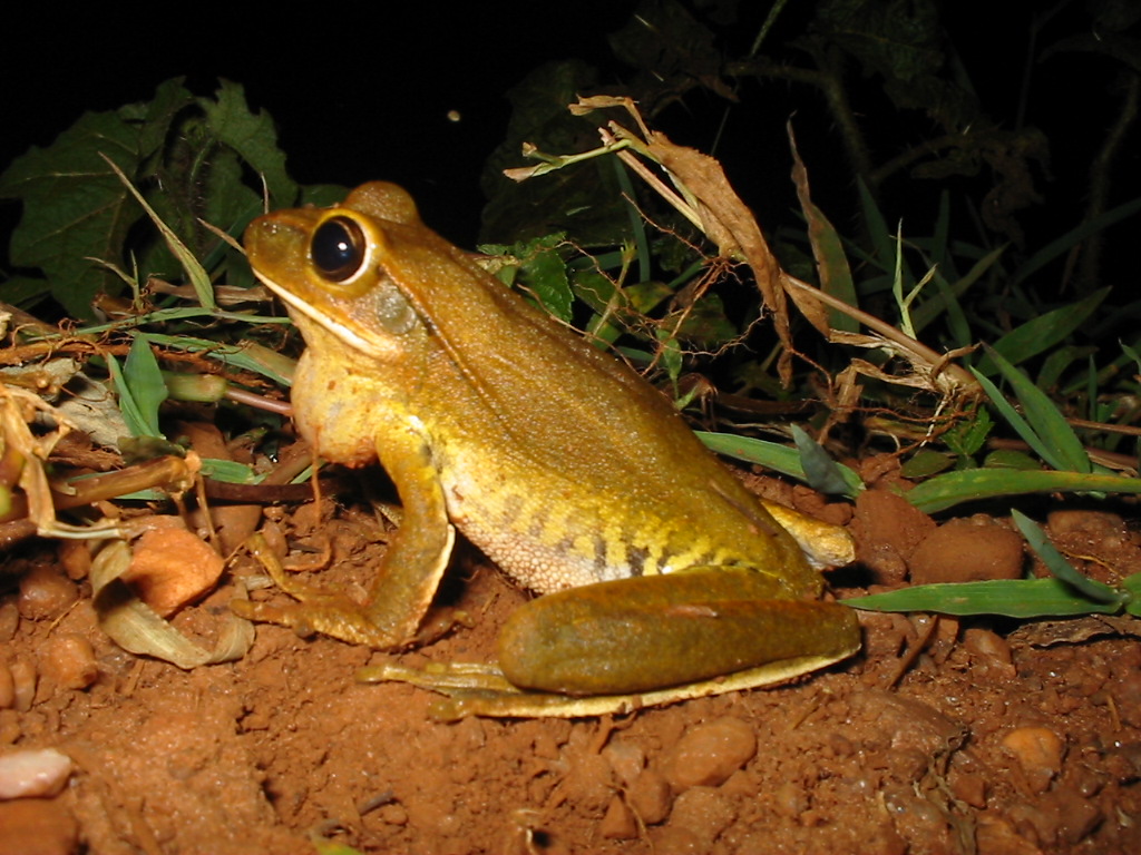 Hypsiboas Raniceps