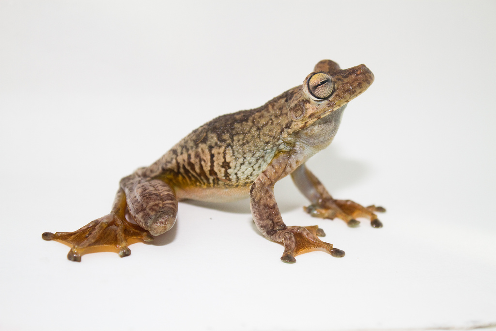 Hypsiboas Rosenbergi