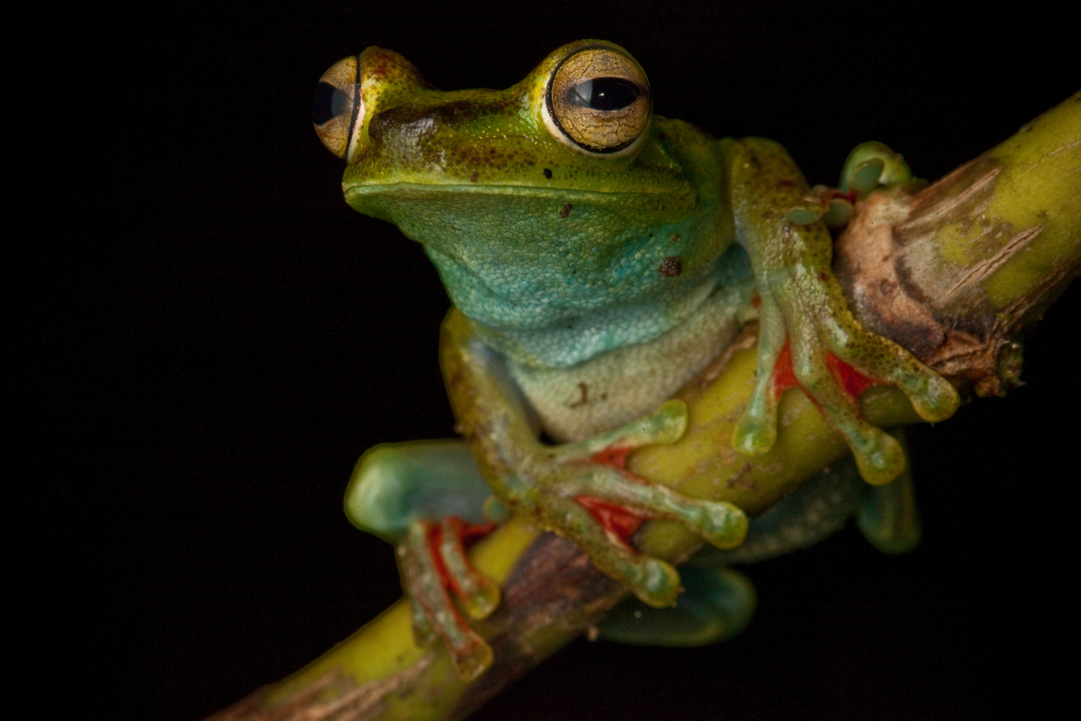 Hypsiboas Rufitelus