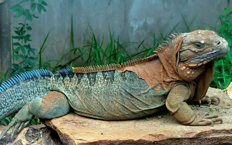 Iguana da Jamaica