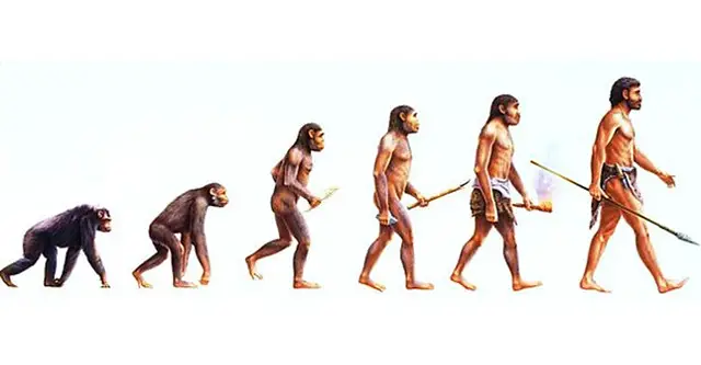 Ilustração da Evolução Humana De Primatas