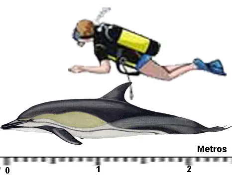 Ilustração de Um Golfinho-Comum-De-Bico-Longo Com um Mergulhador 