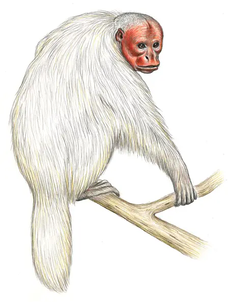 Ilustração de um Uacari-Branco