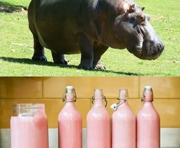 Ilustração do Leite do Hipopótamo - Fake News 