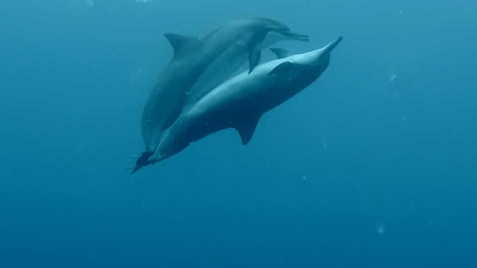 Imagem de dois Golfinhos em Momento Íntimo 