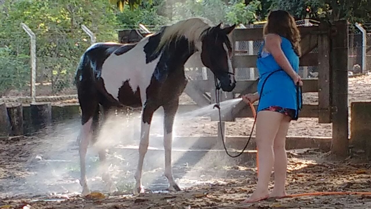 Importância do Relacionamento com o Cavalo