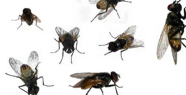 Mosca Predatora Quais São Os Predadores Da Mosca E Seus Inimigos Naturais? | Mundo Ecologia