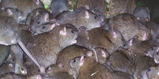 Infestação de Ratos