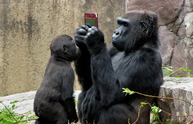 Inteligência do Gorila