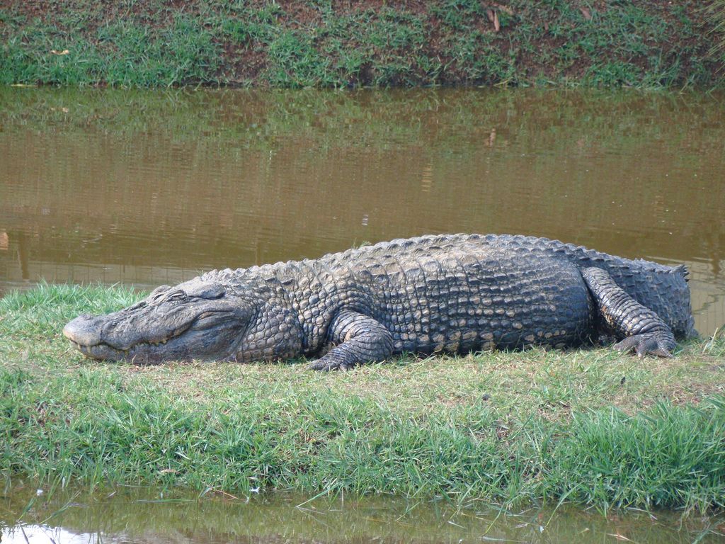 Jacaré Açu