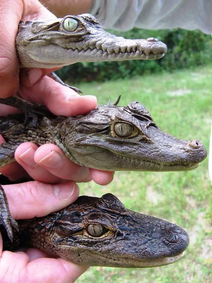 Jacaré Crocodilo E Alligator