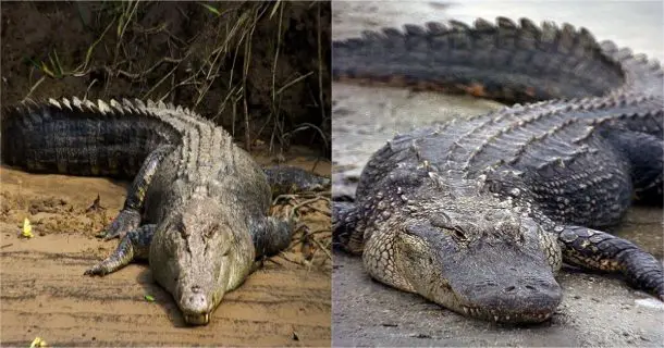 Jacaré e Crocodilo 