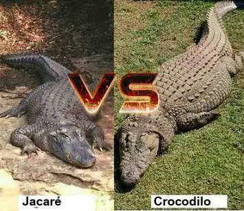 Jacaré e Crocodilo 