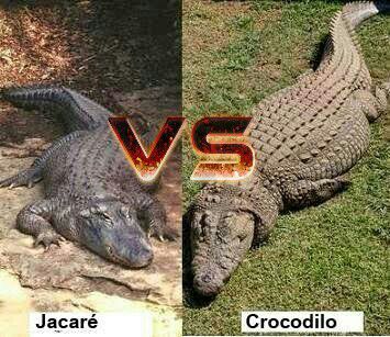 Jacaré e Crocodilo