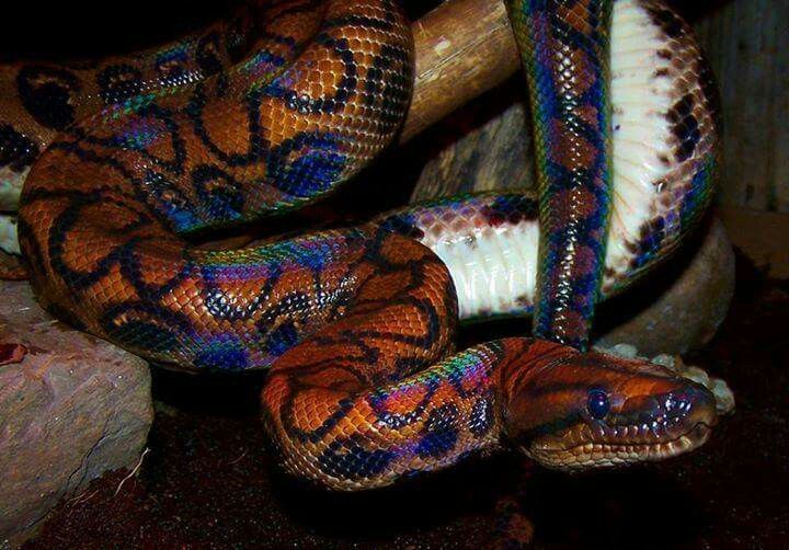 rainbow boa constrictor rainbow boa constrictor