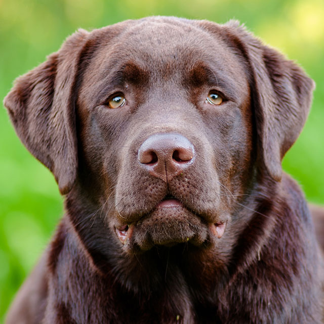 Labrador