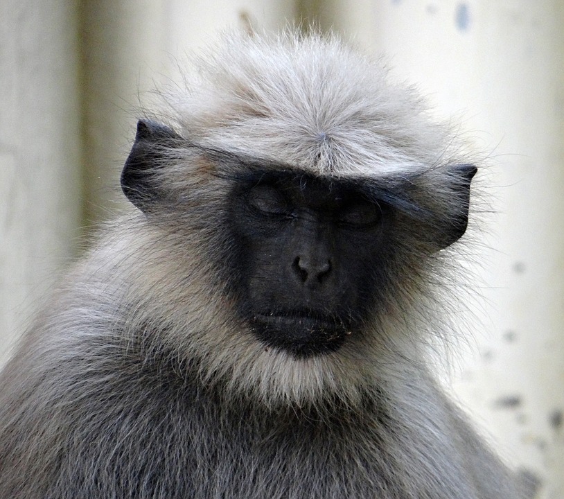 Langur Cinzento