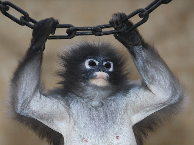 Langur-Obscuro: Características, Habitat, Nome Científico e Fotos