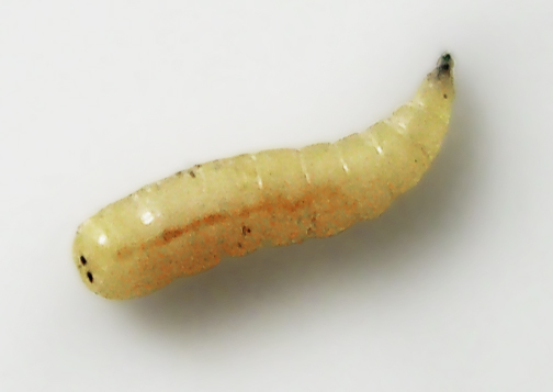 O Que Acontece se uma Pessoa Comer Larva de Mosca?