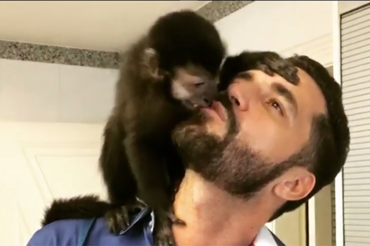 Qual é a Raça do Macaco do Latino? Como Ele Chama?