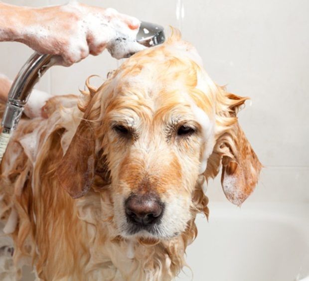Lavando o Cachorro 