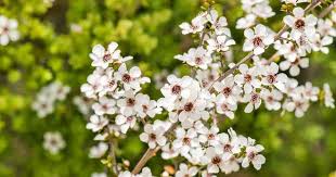 Tudo Sobre a Flor Oriental Érica: Características e Nome Cientifico