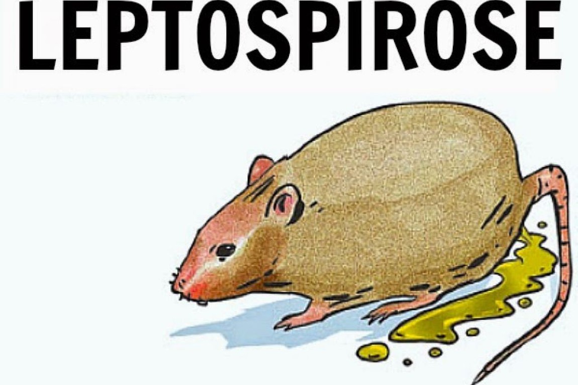 Leptospirose 