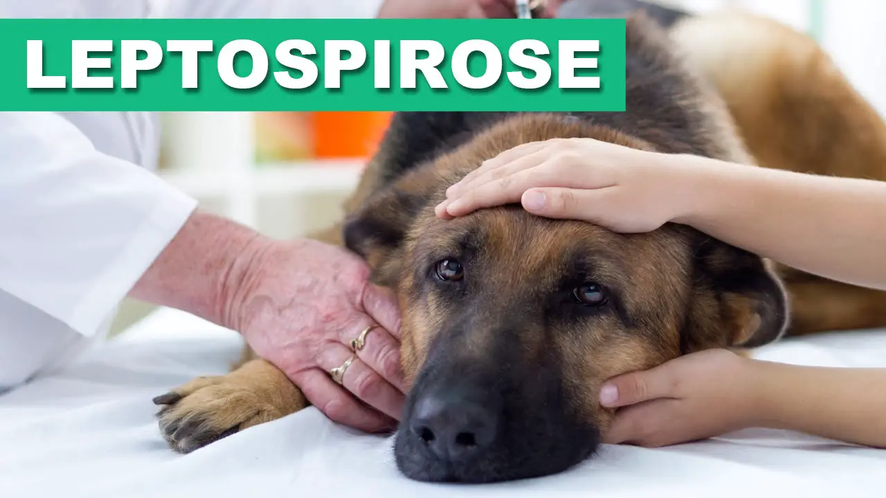 Cachorro Diagnosticado Com Leptospirose
