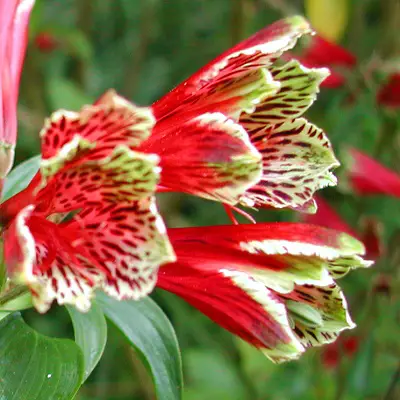 Lily Alstroemeria Psittacina