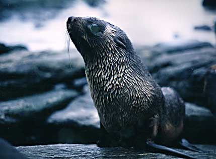 Lobo Marinho Antártico