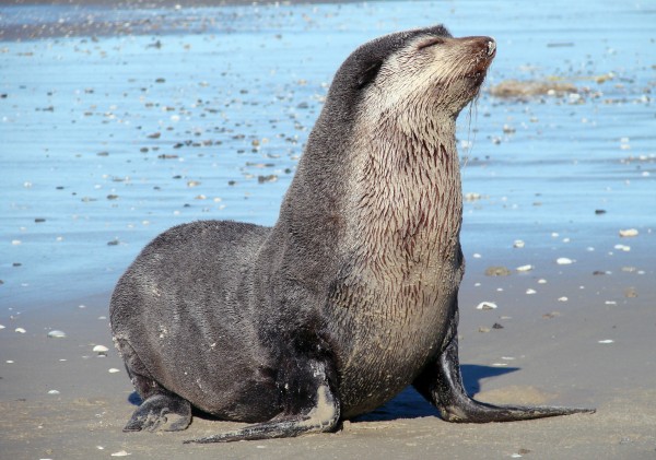 Lobo Marinho Australiano