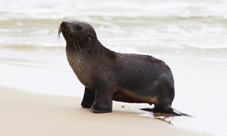 Lobo-Marinho-Do-Norte