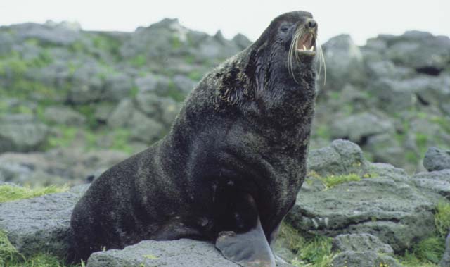 Lobo Marinho Macho