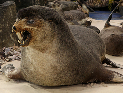 Lobo-Marinho-Subantártico: Características, Habitat e Fotos