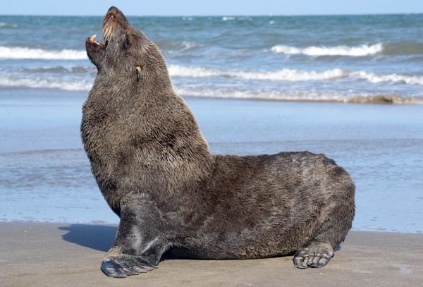 Lobo Marinho Sul-Americano