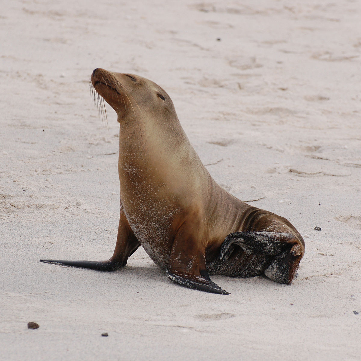 Lobo Marinho de Galápagos