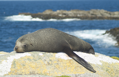 Lobo Marinho de Guadalupe