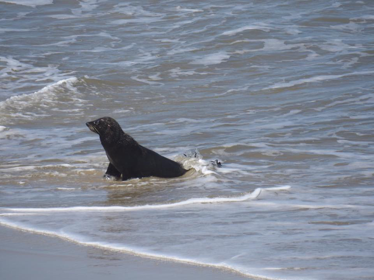 Lobo Marinho do Norte Perdido na Praia