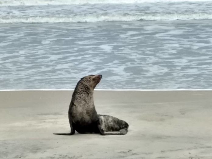 Lobo Marinho na Beira da Praia