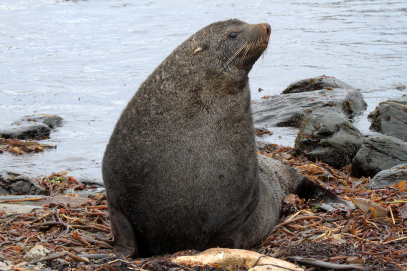 Lobo-Marinho na Beira da Água