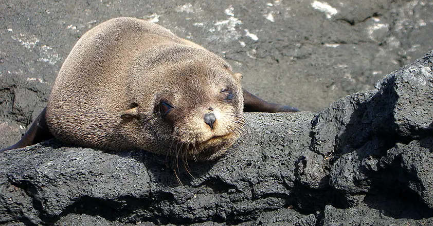Lobos Marinhos De Galápagos