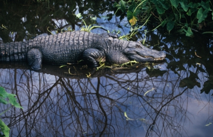 Locomoção Dos Crocodilo na Água 