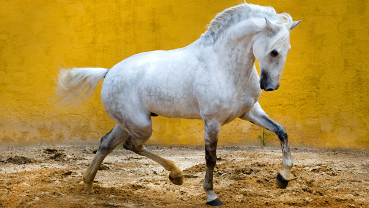 Lusitano