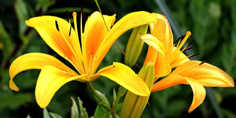 Lirio Curiosidades E Fatos Interessantes Sobre A Flor